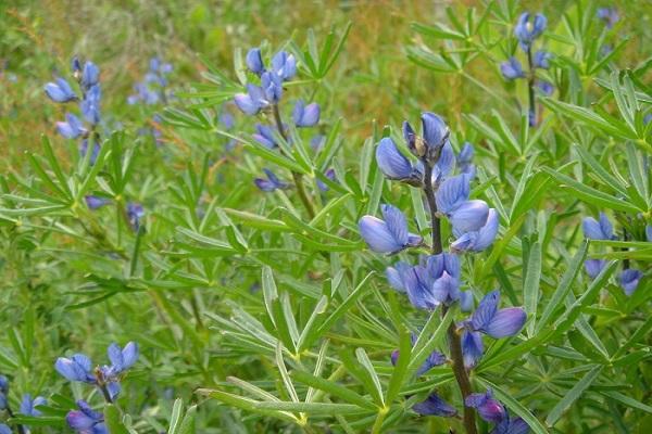 lupinus angustifolia