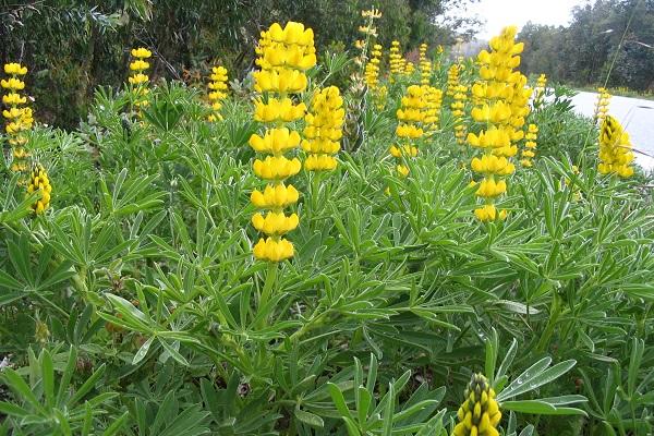 gele lupine