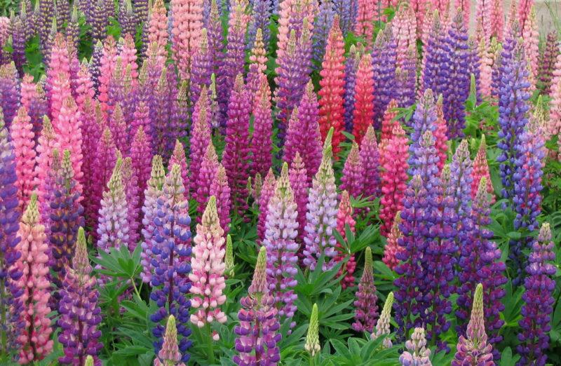 mooie lupine 