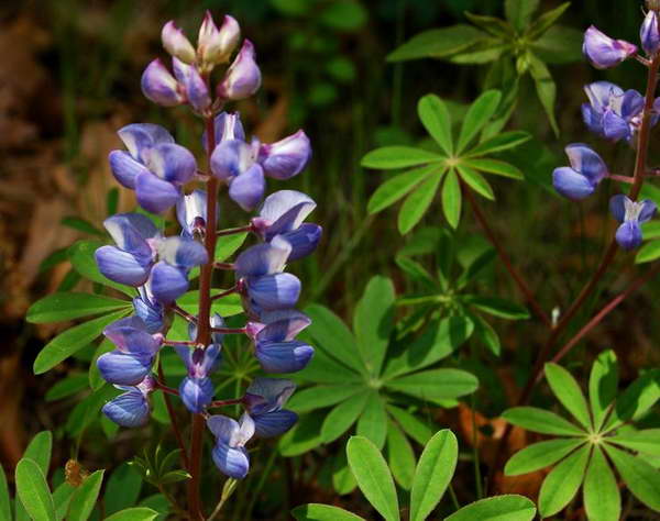 flowers in the garden 