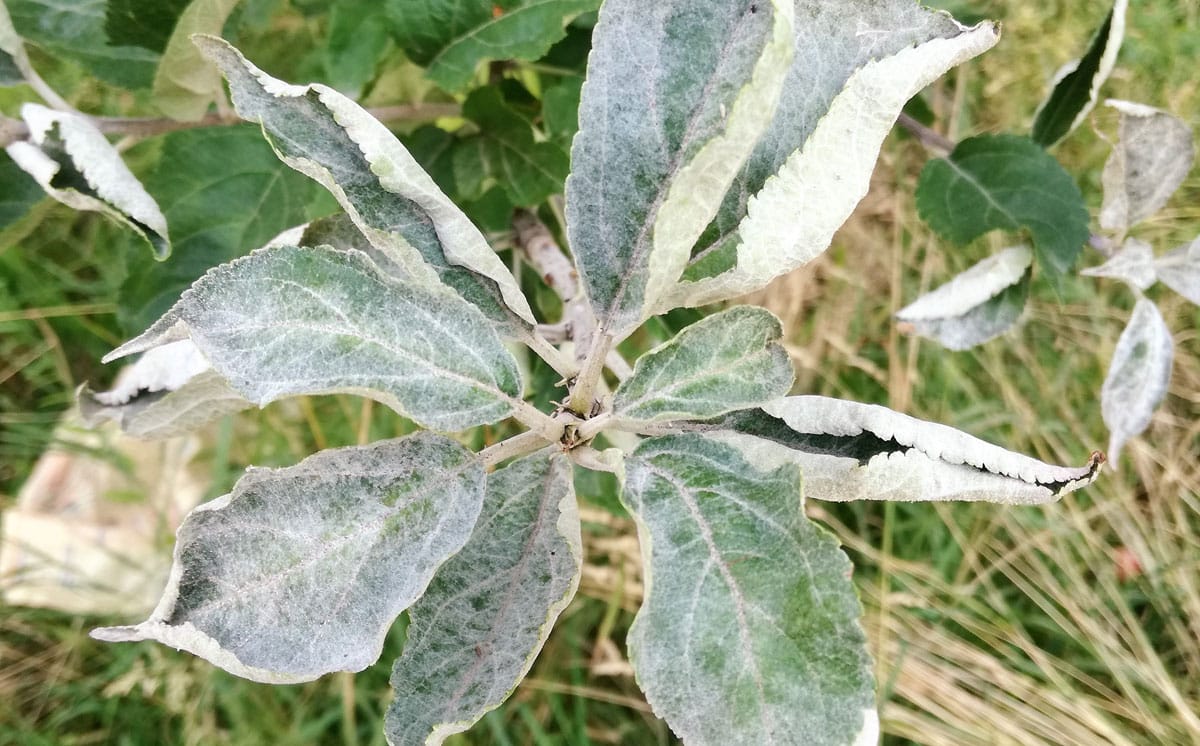 Echter Mehltau an einem Apfelbaum