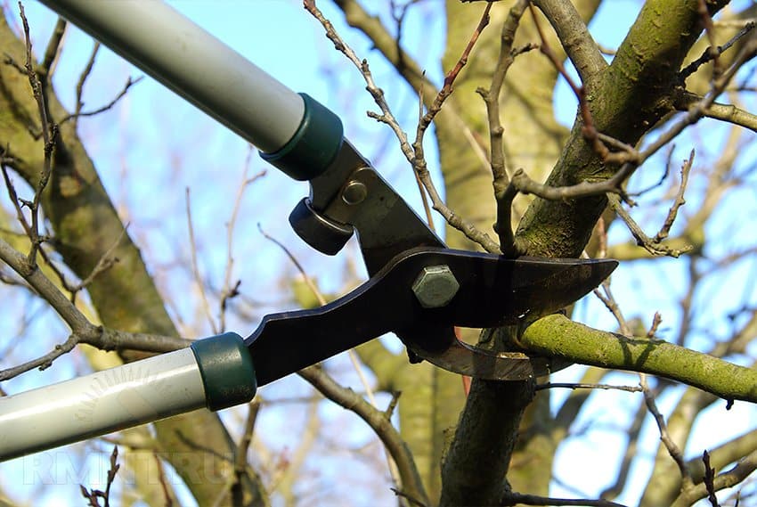 apple tree pruning