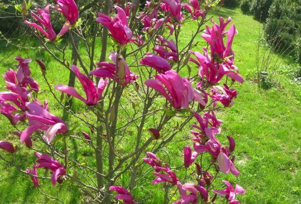 magnolia en crecimiento