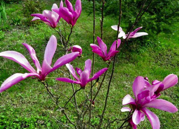 Propagación de magnolias