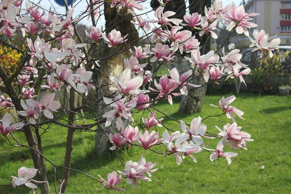 Magnolia en el jardín