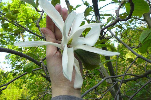 magnolia officinalis 