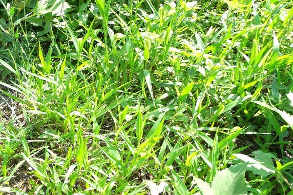 résistance des mauvaises herbes 