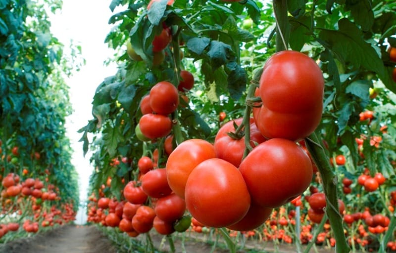 tomato bushes Krivyansky