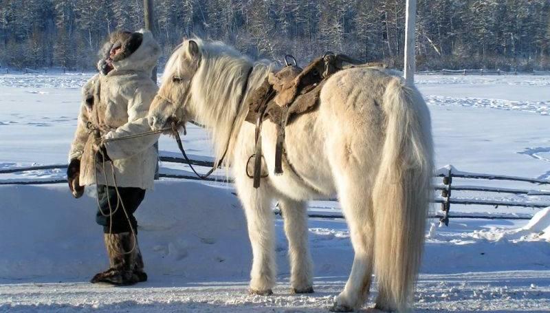 cavalo e homem