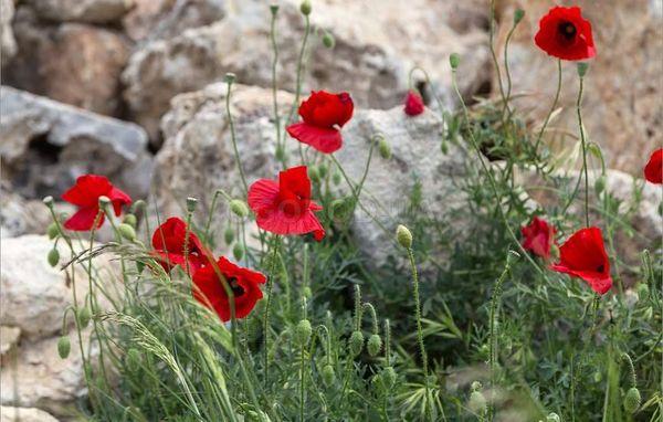 Poppy self-seeding 