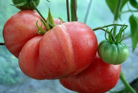 buissons de tomates Framboise géante 