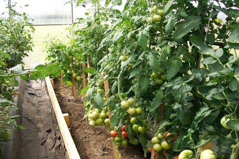 tomatoes in a greenhouse