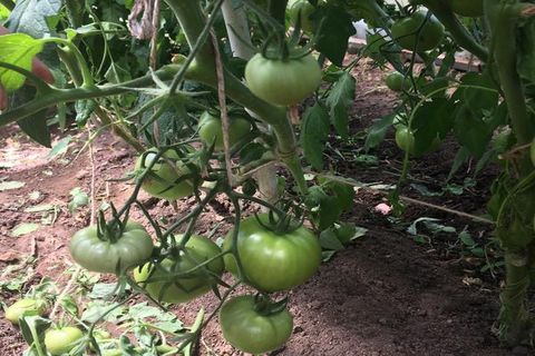 Tomatenanbau