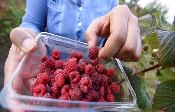 raspberries in a container 