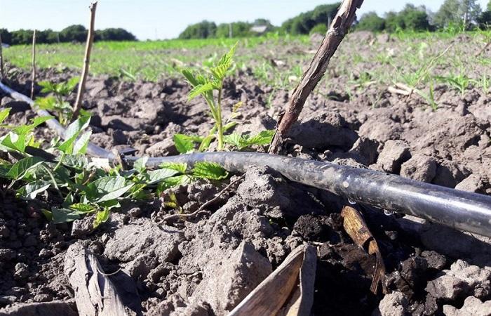 watering the crop 