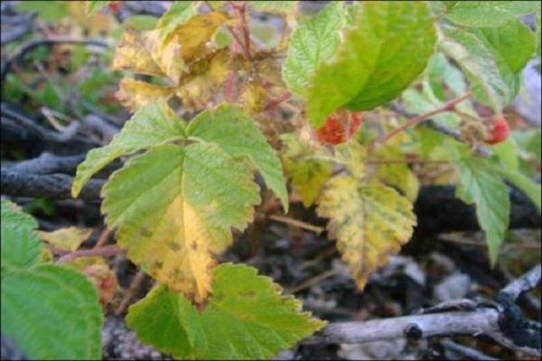 Popis remontantní odrůdy maliny Bryansk Divo, pěstování a péče