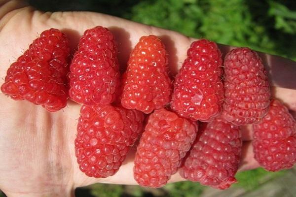 Beeren gesammelt 