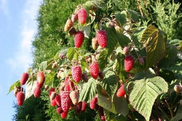 Popis remontantní odrůdy maliny Bryansk Divo, pěstování a péče
