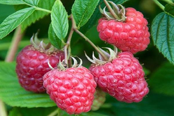 frische Beeren 