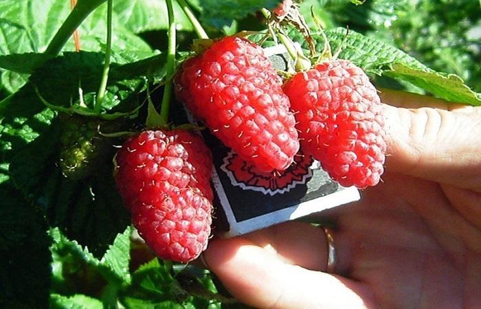 Descripción y características de las frambuesas de la variedad Ruby Giant, plantación y cuidados.