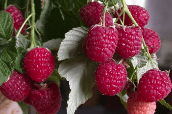 Forest raspberry