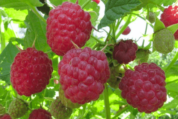 Raspberry fruit