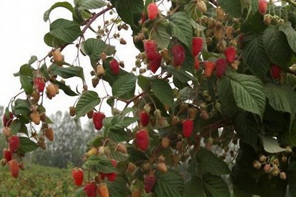 variété à maturation précoce