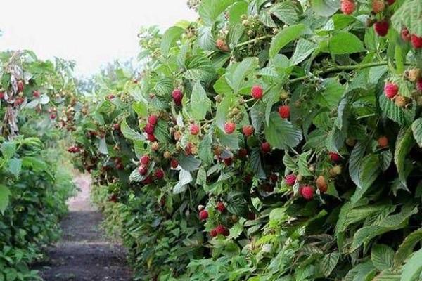 framboise non capricieuse