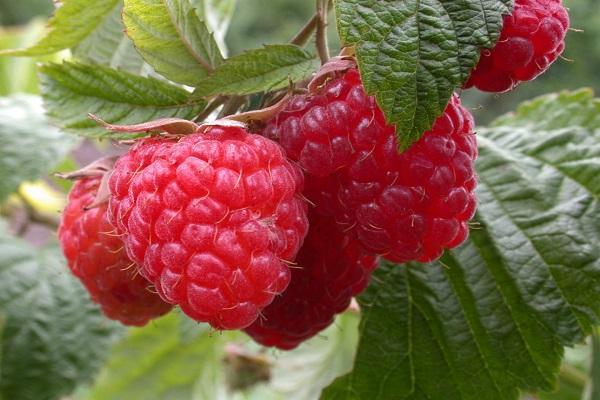 reife Himbeeren 