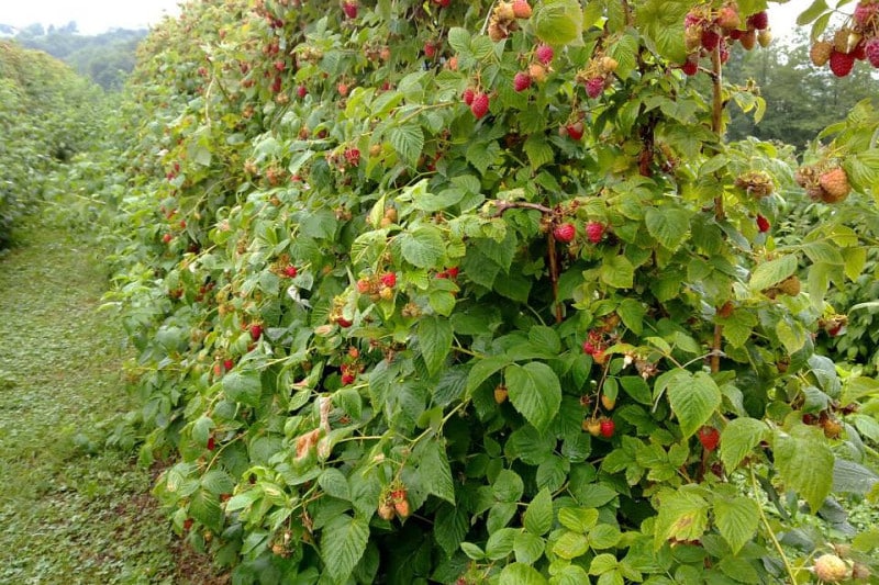 raspberry bush