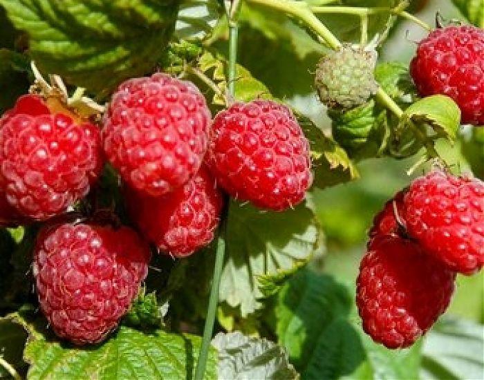 raspberry Yaroslavna