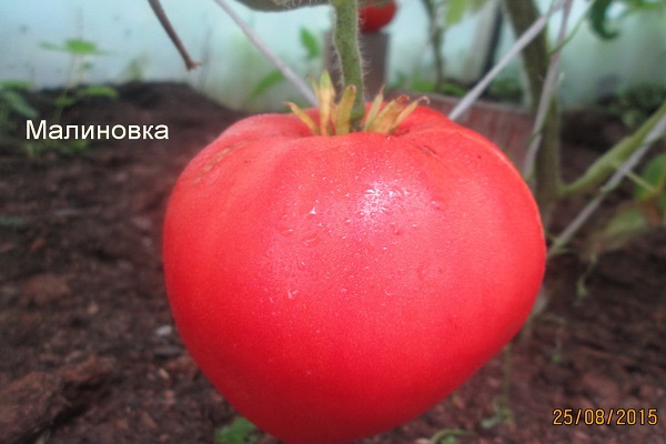 nasse Tomate