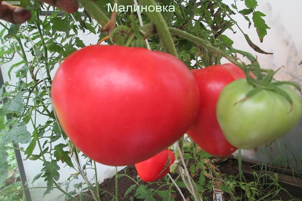rajčata doma 