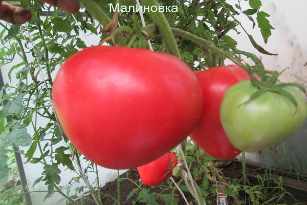 Tomaten zu Hause 