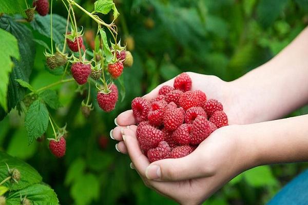 cueillir des framboises 