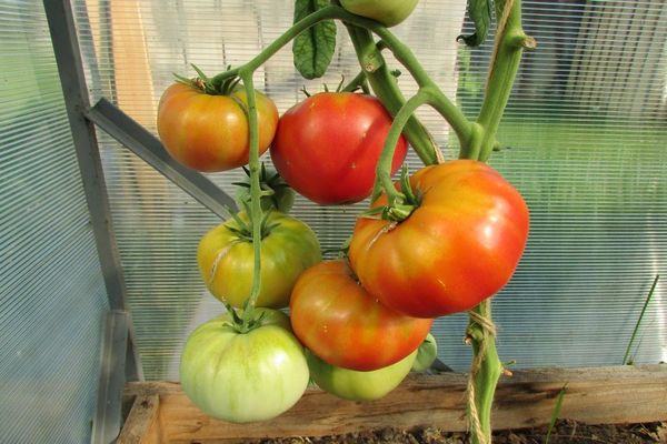 tomatoes in a greenhouse