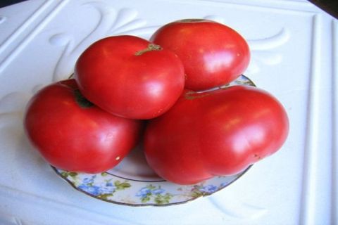 Tomaten in einer Vase