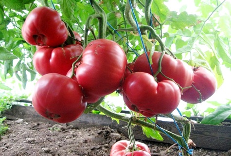 Tomate oberirdisch