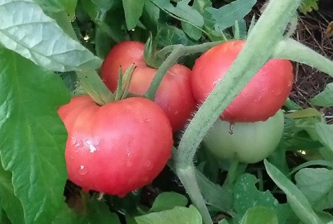 rajčata v rose 