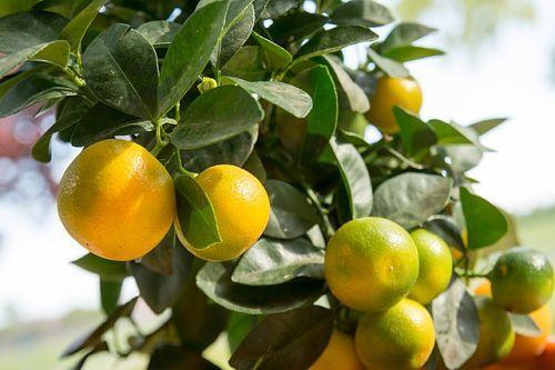 les fulles de mandarina es tornen grogues