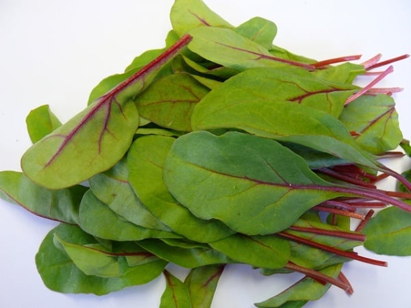 chard salad 