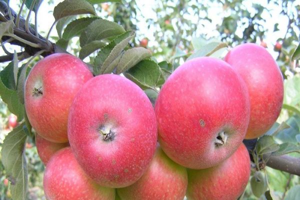 manzanas frutas