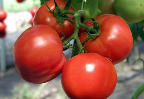 Tomatenbüsche Marfa F1