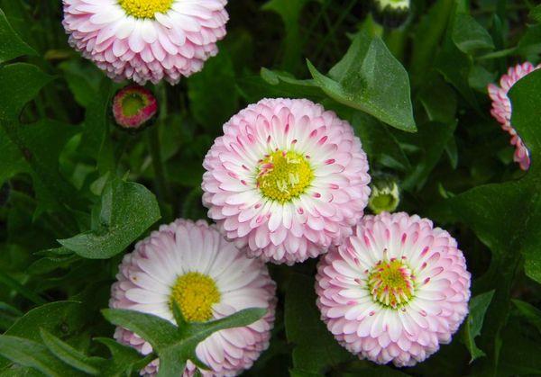 Gänseblümchen im Garten