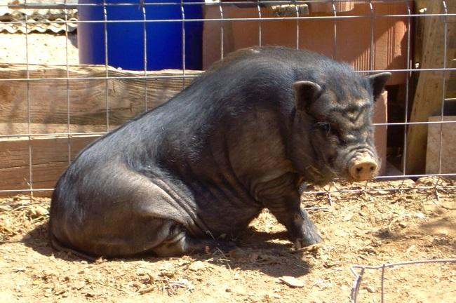 Das Schwein steht nicht auf, was soll ich tun?