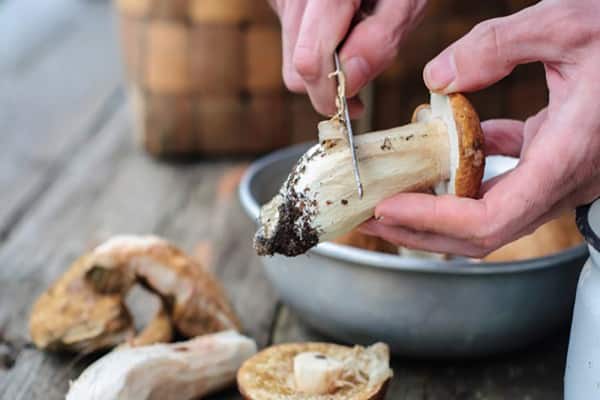 αρχίζουν τα boletus