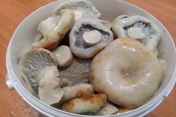 marinate milk mushrooms