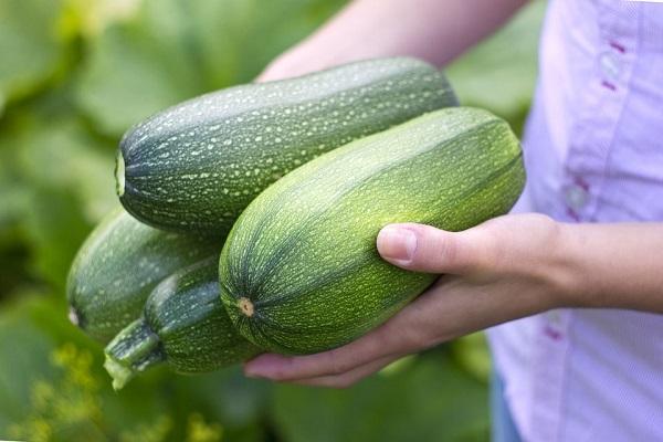 junge Zucchini 