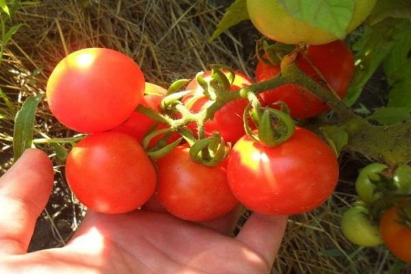 Wählen Sie Tomaten 