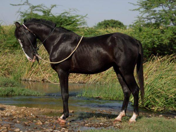Marwari jezdecký kůň